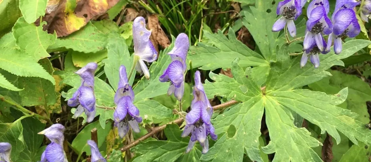 Aconitum senanense