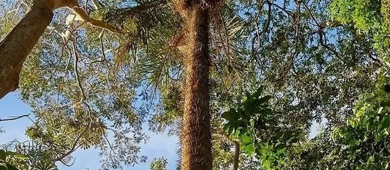 Gastrococos