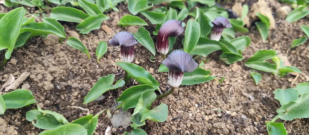 Arisarum simorrhinum