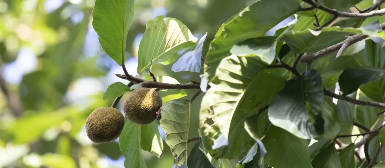Artocarpus chama