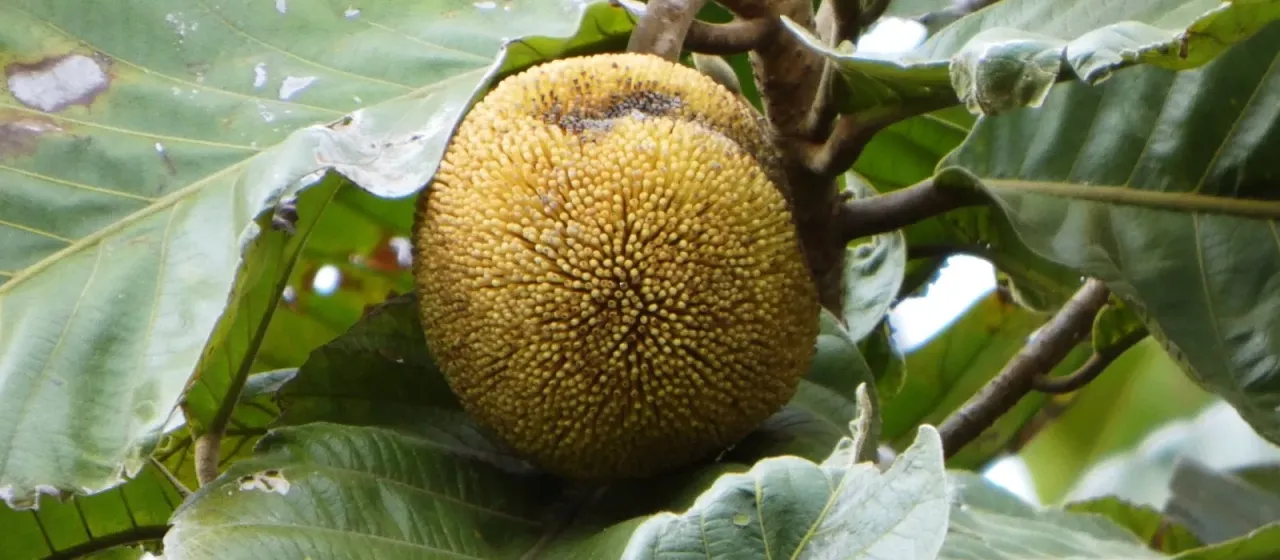 Marang