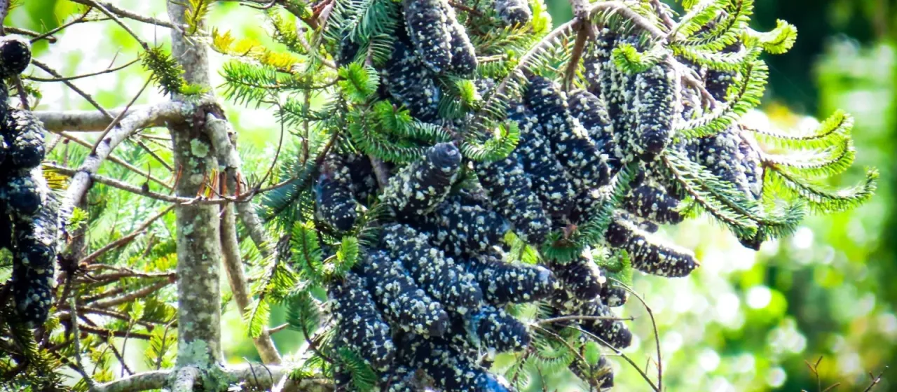 Guatemalan fir