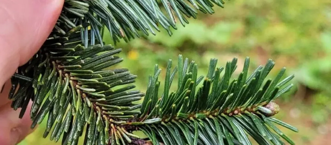 Hickel's fir
