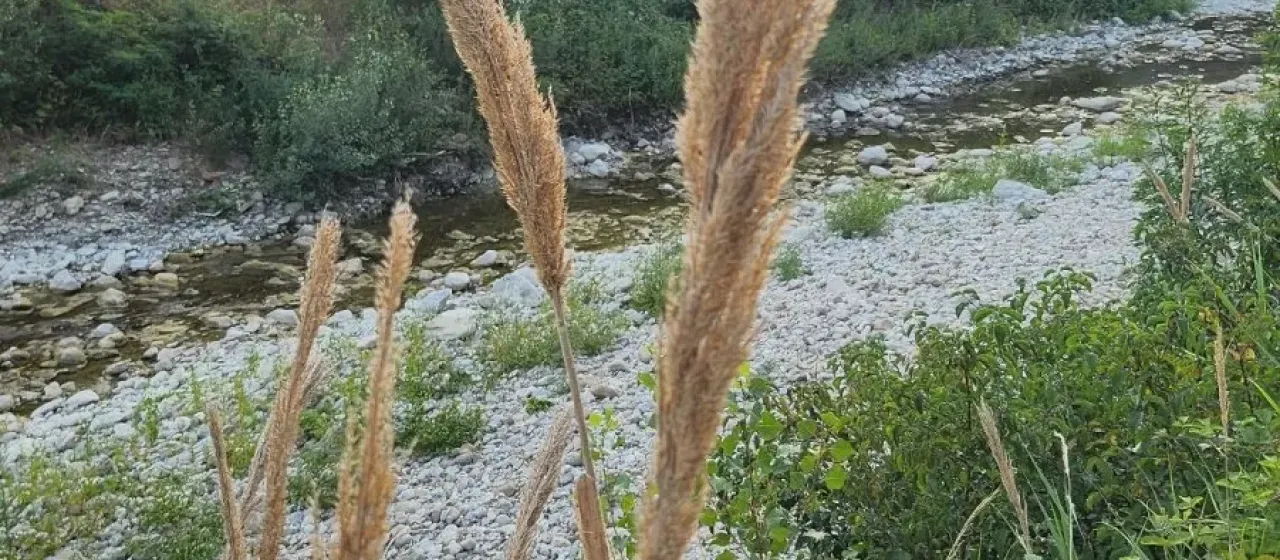 Арундо Плиния