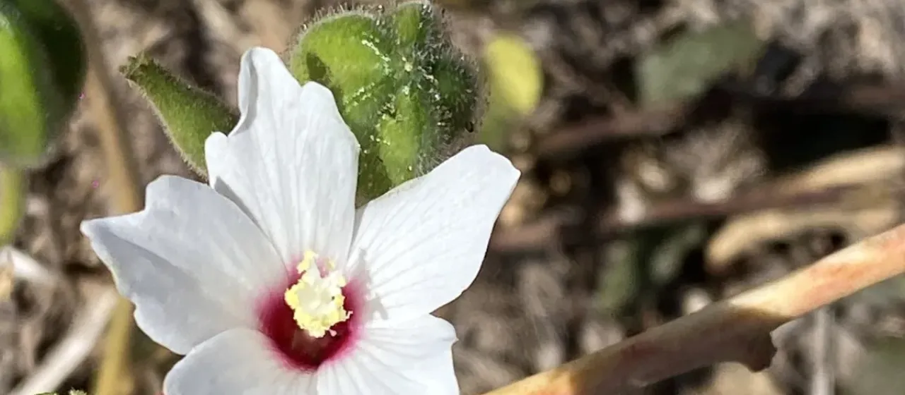 Abelmoschus ficulneus