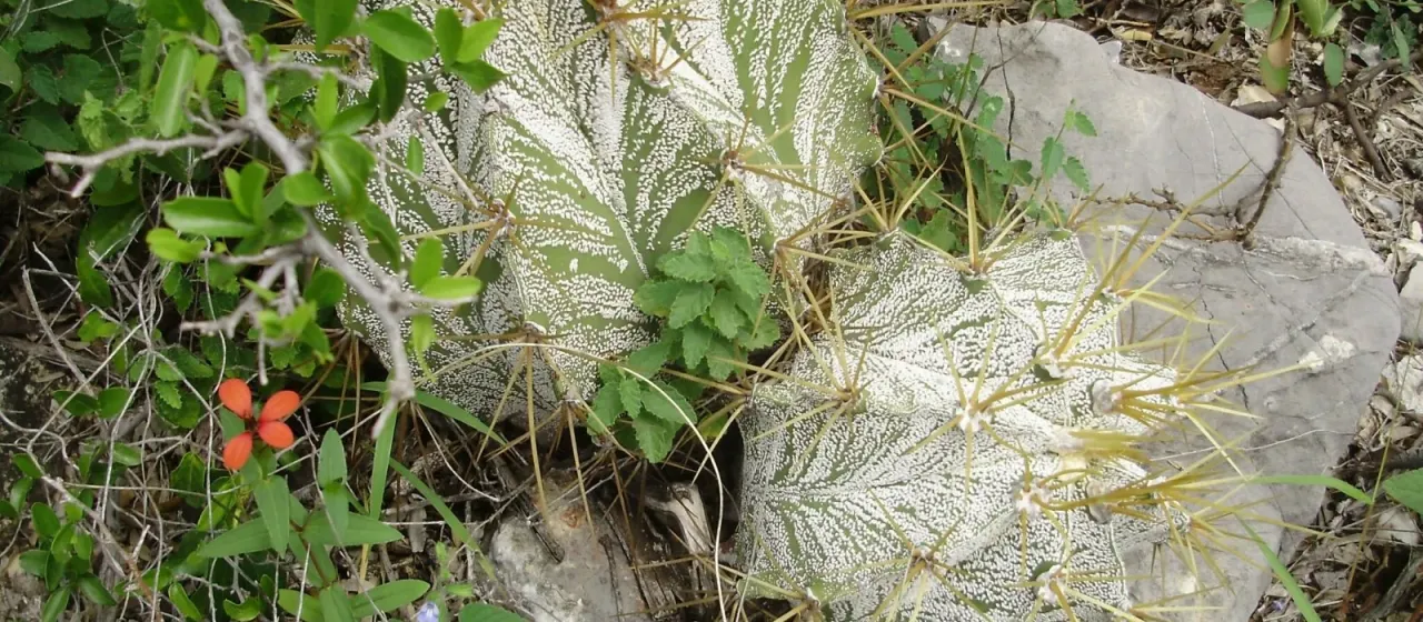 Monk's-hood cactus