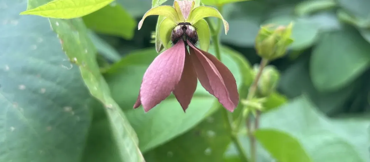 Abroma augustum