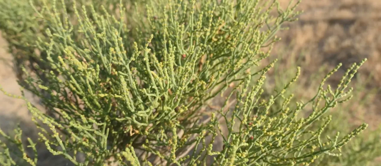 Anabasis aphylla