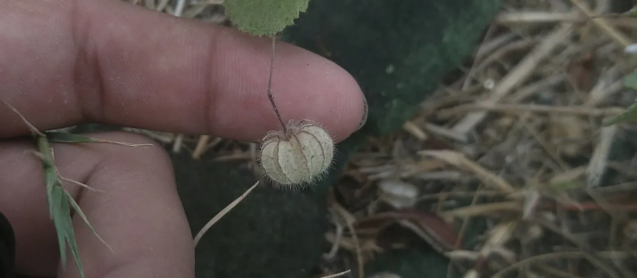 Herissantia crispa