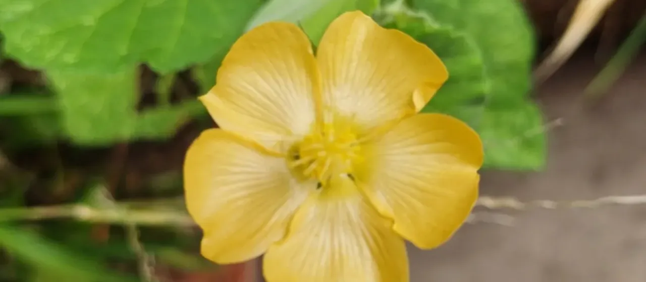 Abutilon sonneratianum