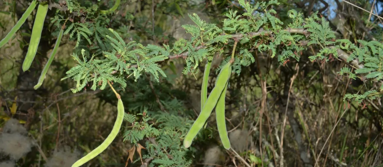 Vachellia astringens