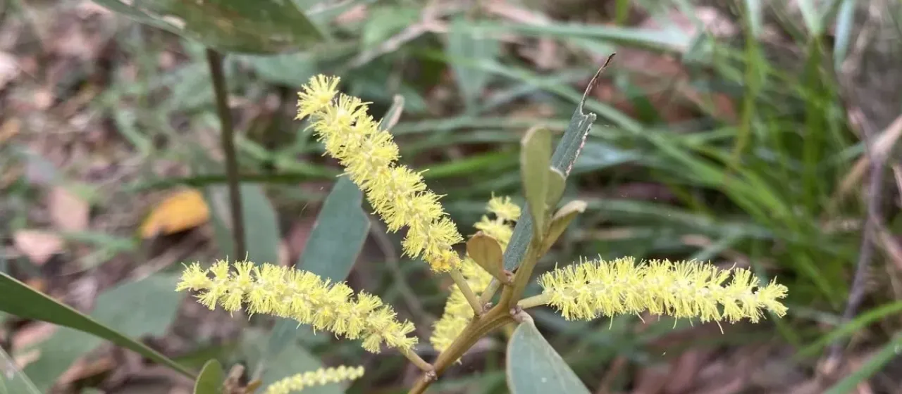 Acacia aulacocarpa
