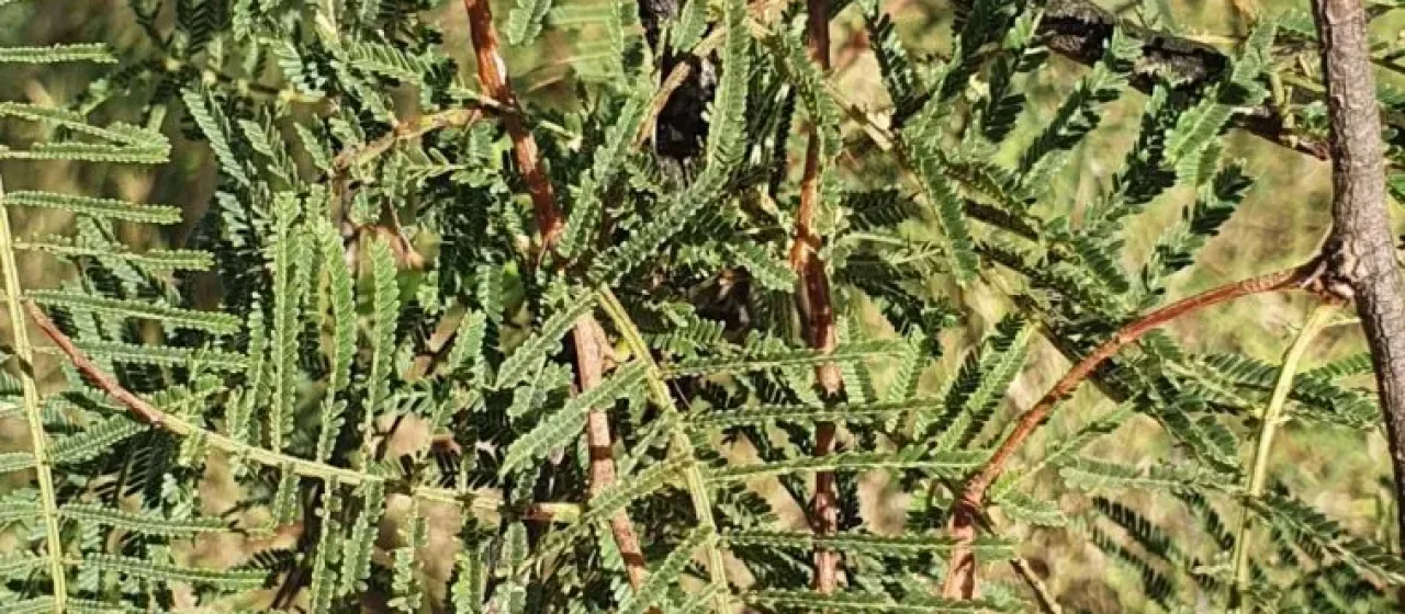 Vachellia bidwillii