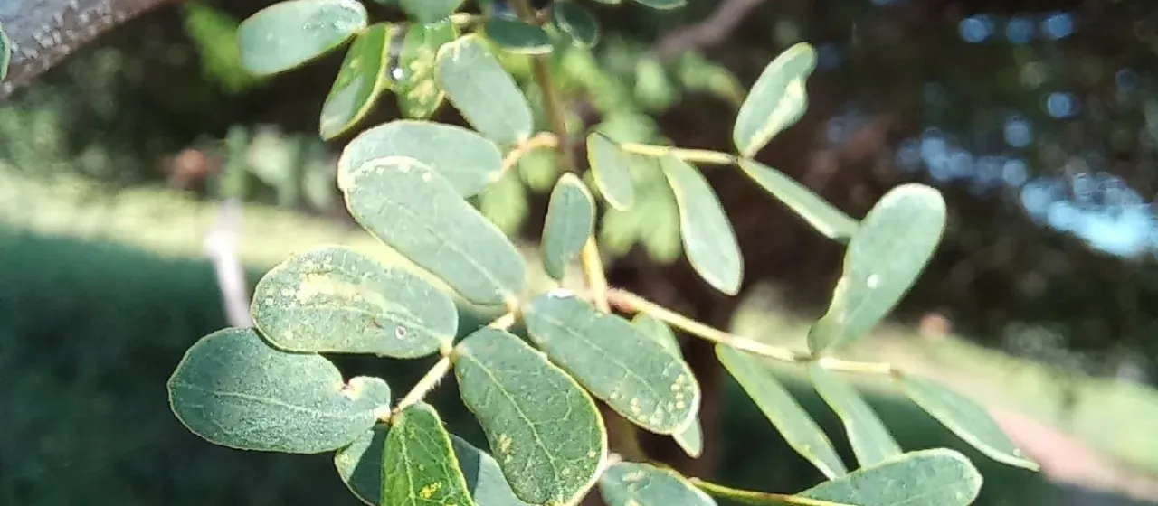 Senegalia burkei