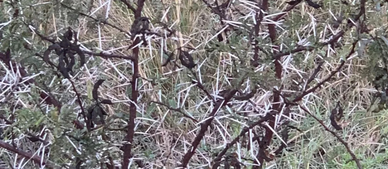 Vachellia borleae