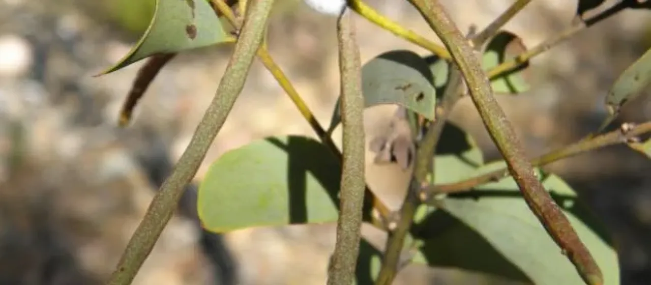 Acacia curvinervia