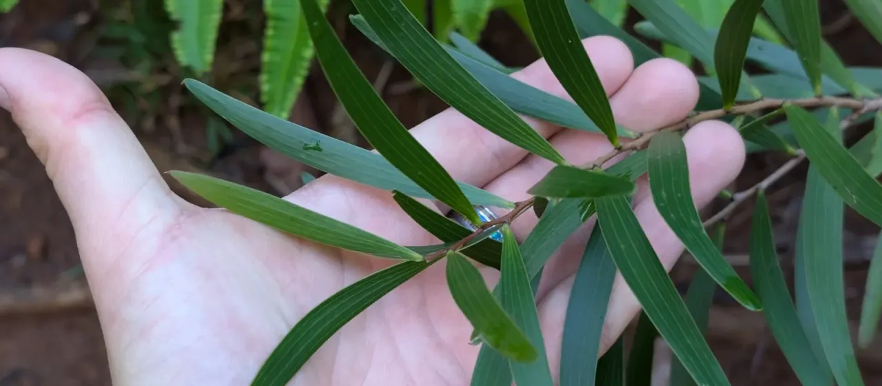Acacia confusa
