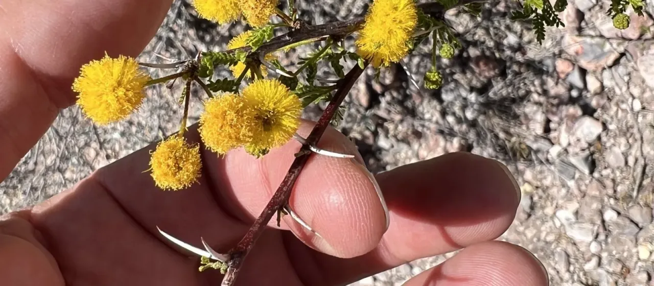Vachellia vernicosa