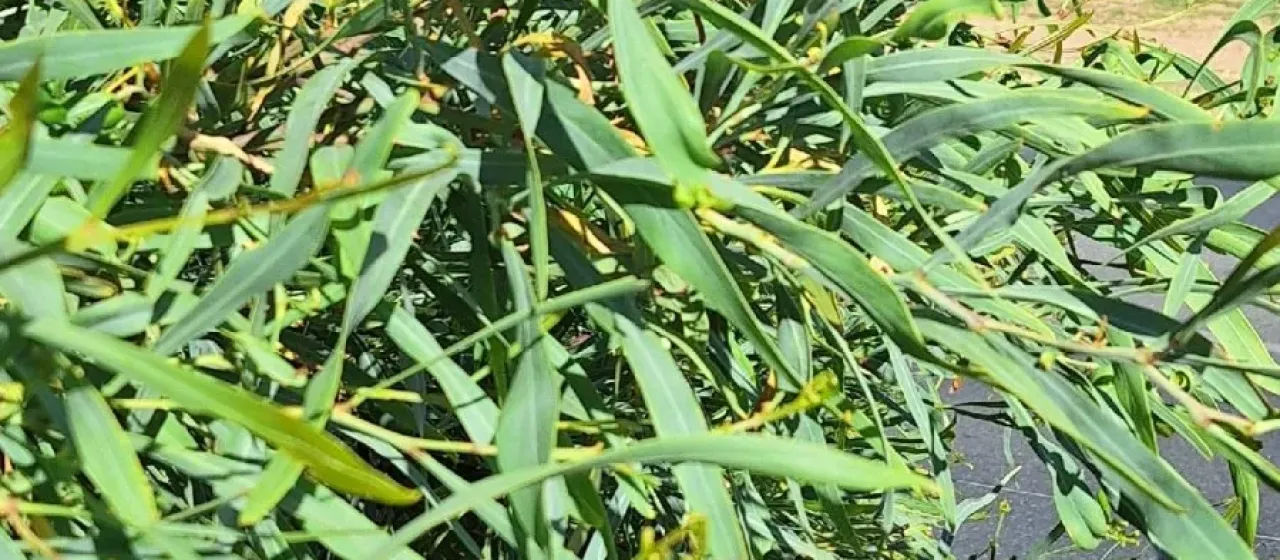 Blue-leafed wattle