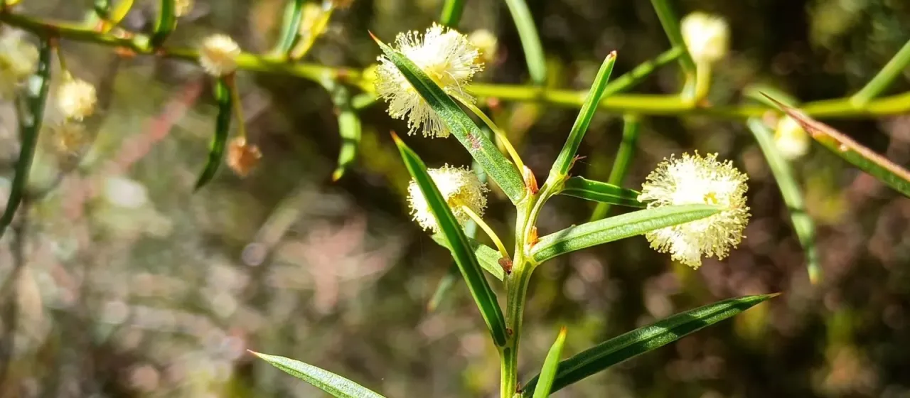 Spreading Wattle