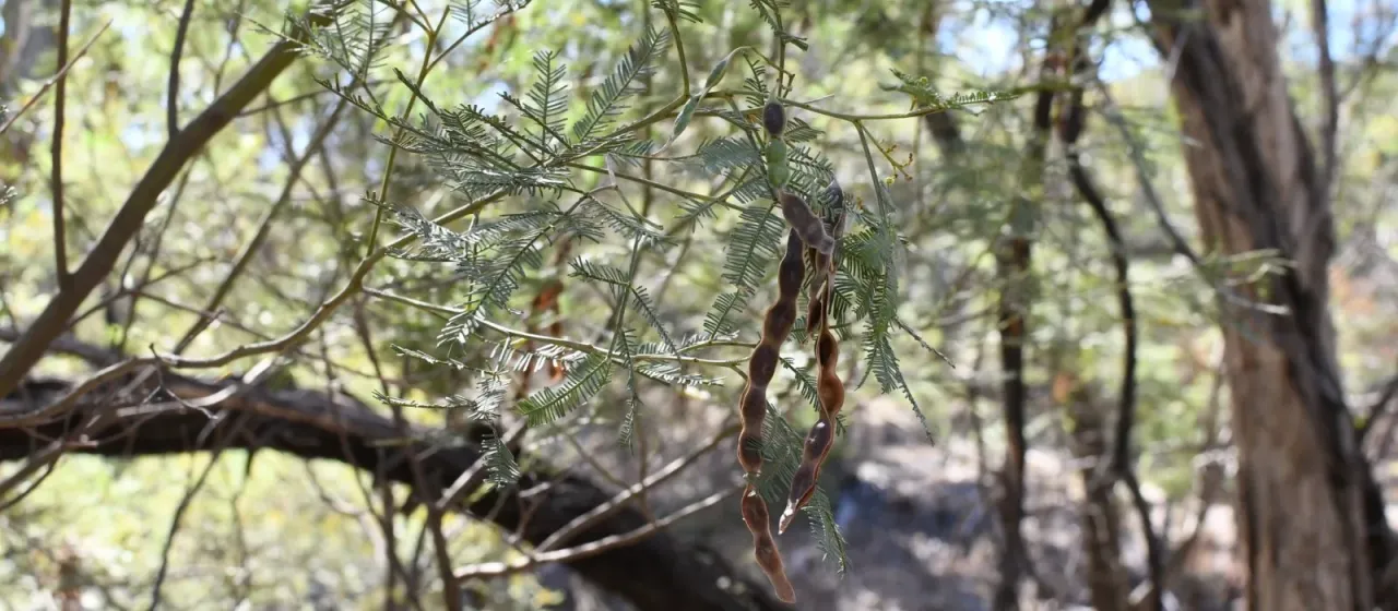 Deane's wattle
