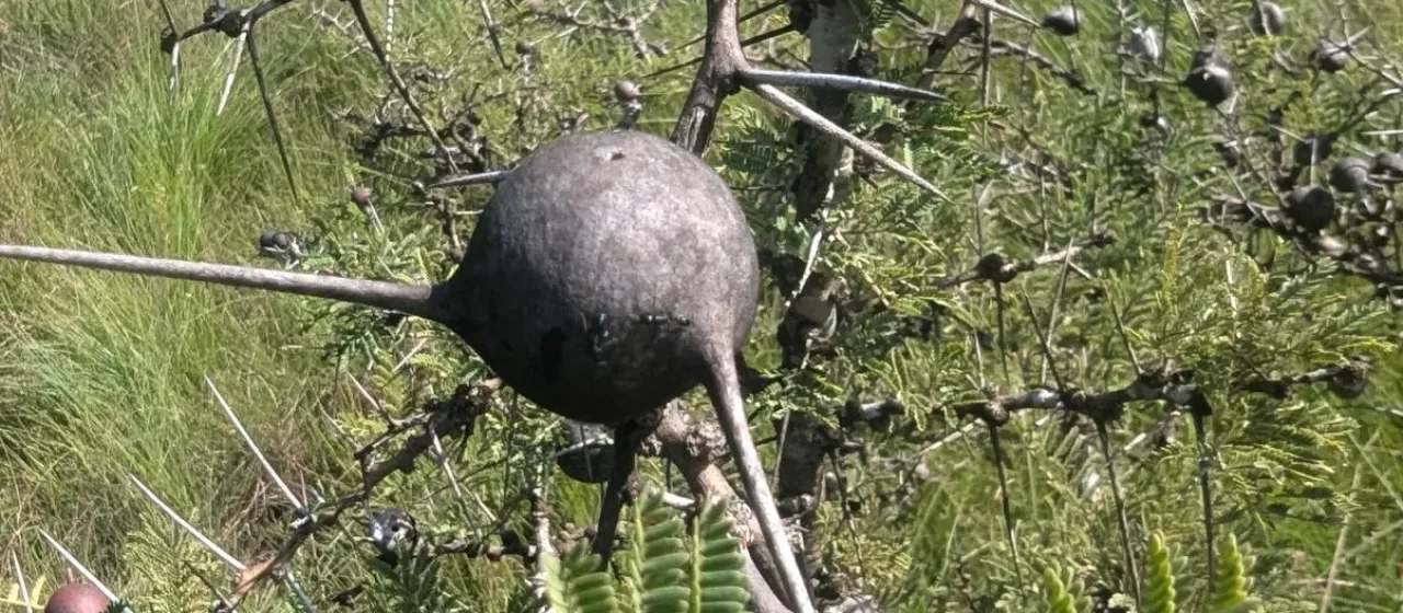 Vachellia drepanolobium