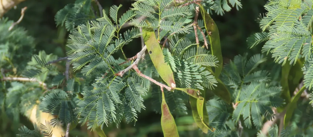 Senegalia erubescens