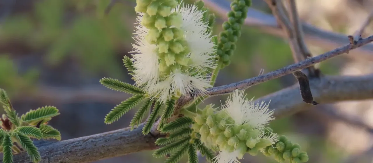 Senegalia fleckii