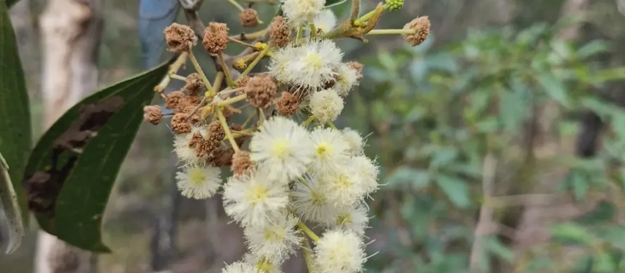 Yellow wattle
