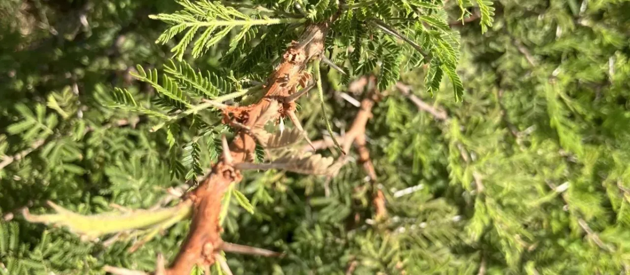Vachellia gerrardii