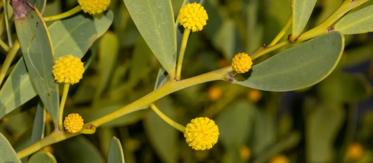 Acacia anceps