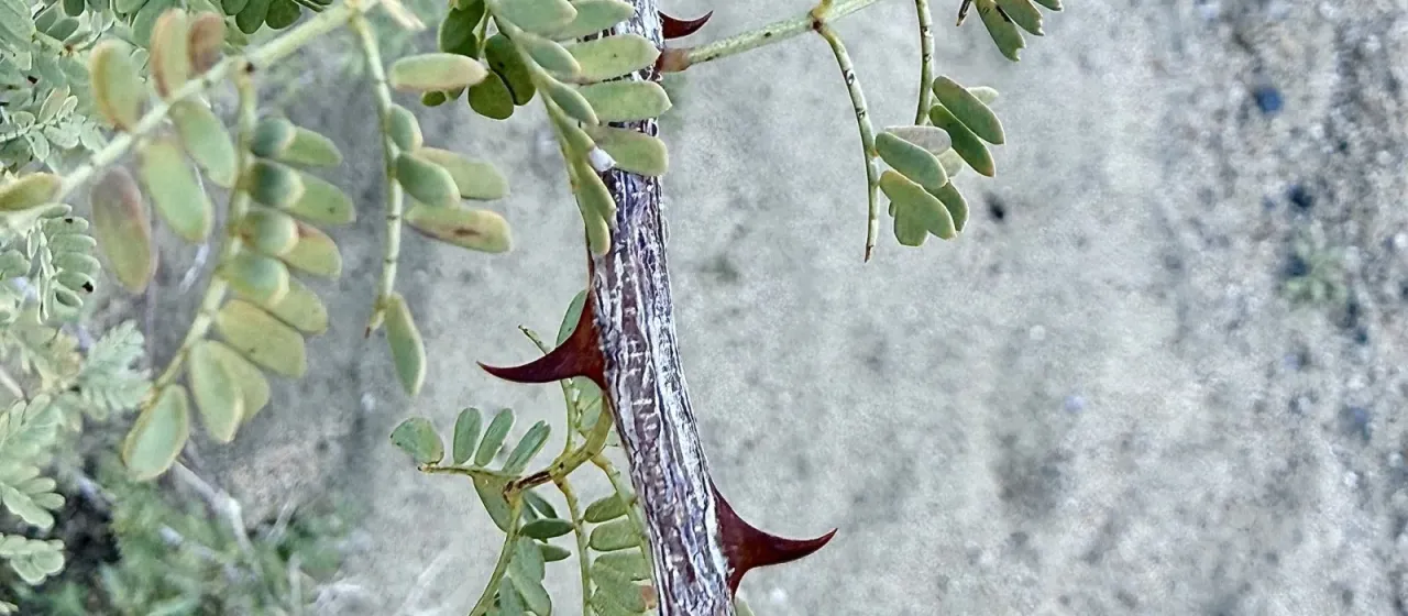 Gregg's acacia