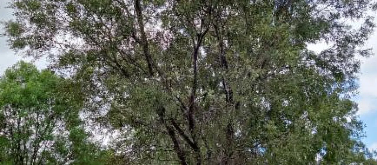 Yarran acacia