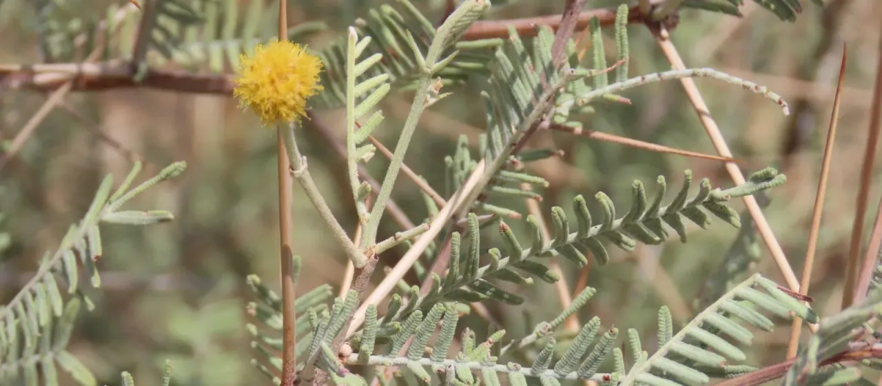 Vachellia haematoxylon