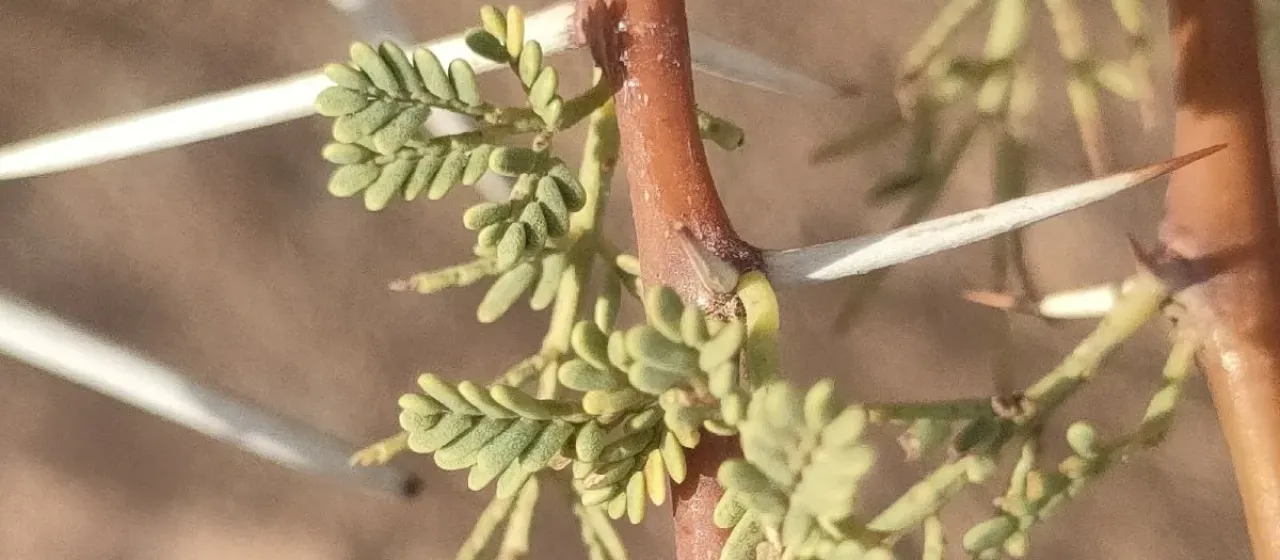 Vachellia tortilis