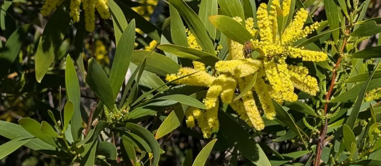 Sydney golden wattle