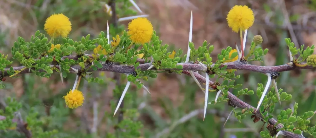 Vachellia nebrownii