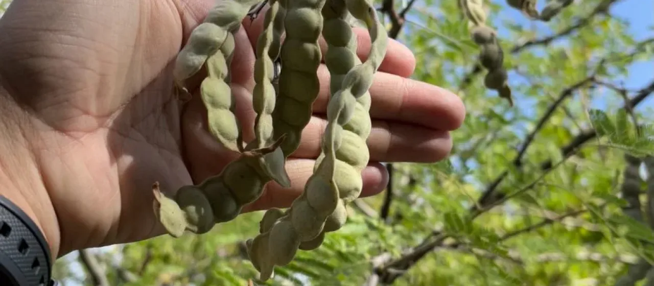 Gum arabic tree