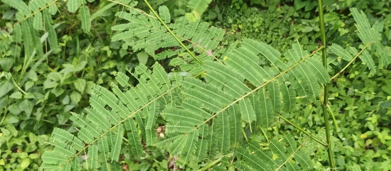 Senegalia pennata