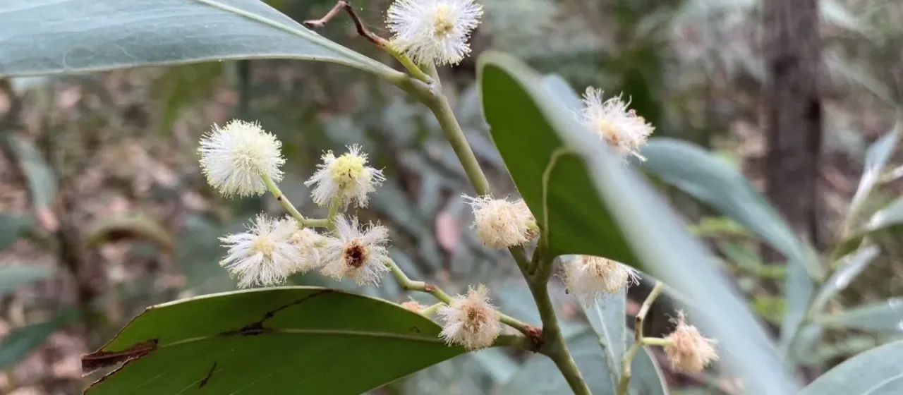 Hickory wattle