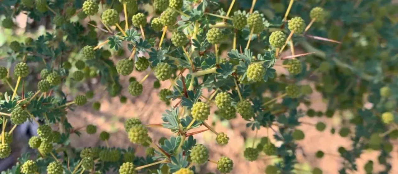 Prickly moses