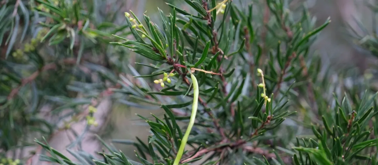 Rice's wattle