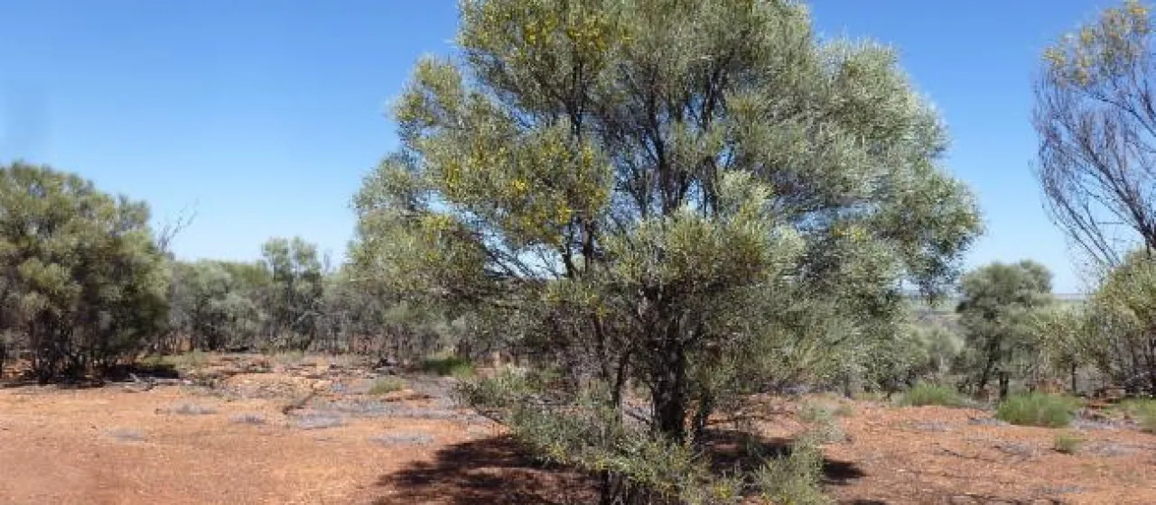 Shirley's wattle