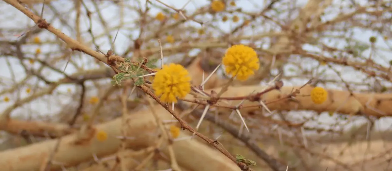 Vachellia seyal