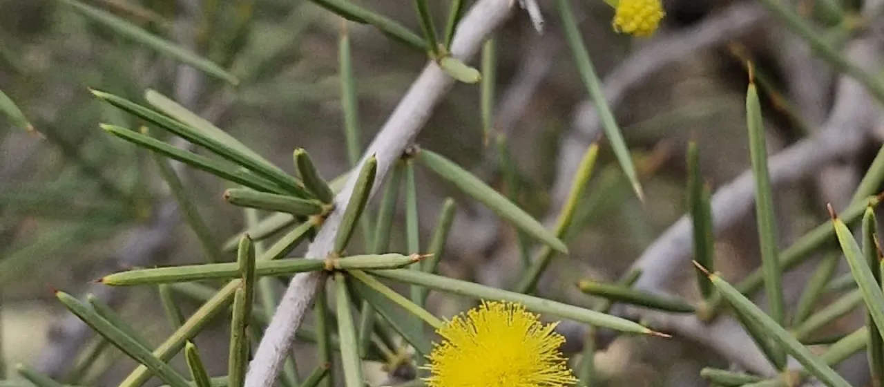 Acacia tetragonophylla