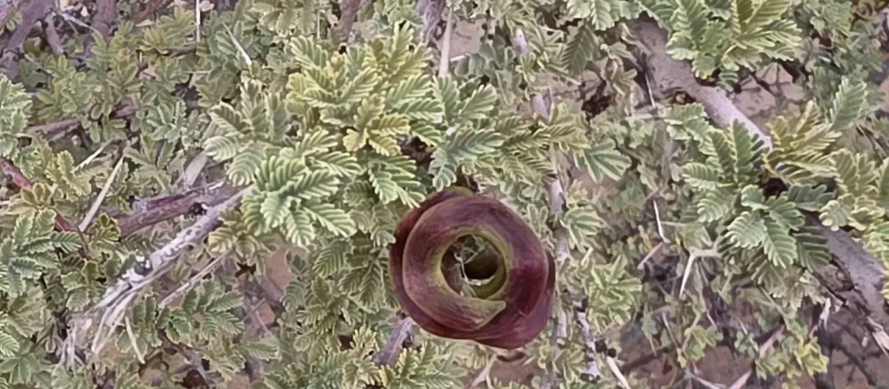 Umbrella thorn acacia