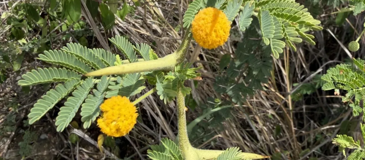Vachellia tortuosa