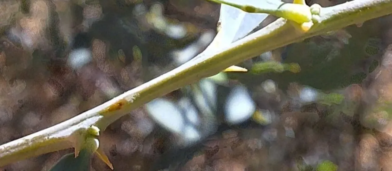Acacia victoriae