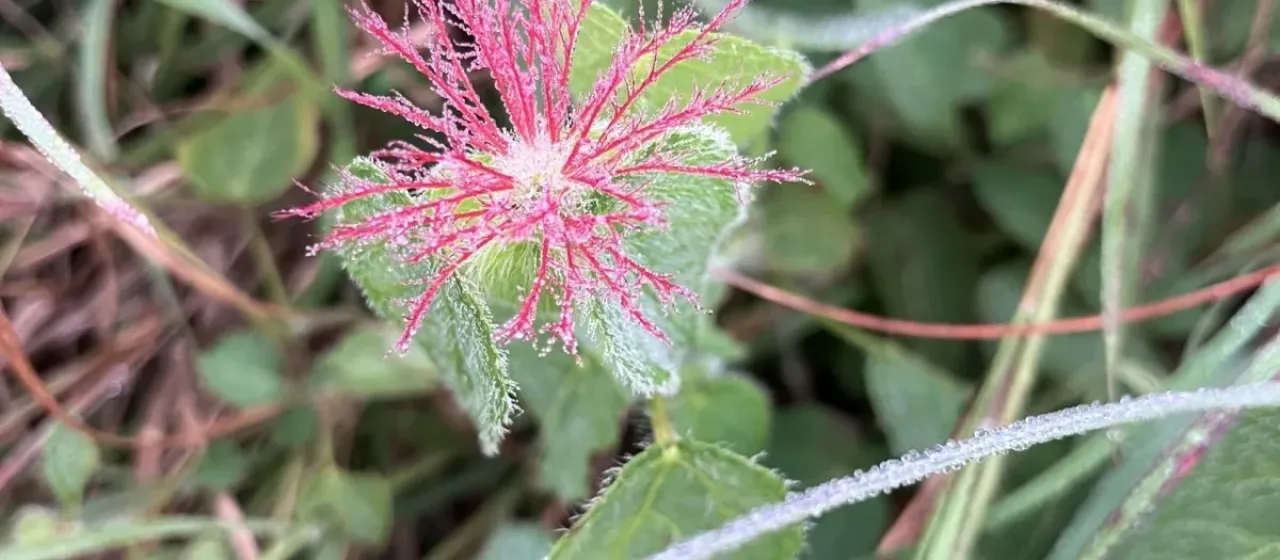 Acalypha villicaulis