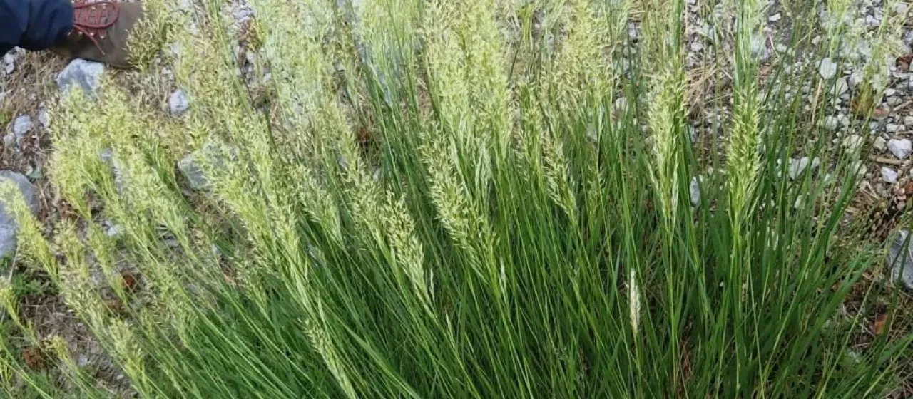 Stipa calamagrostis